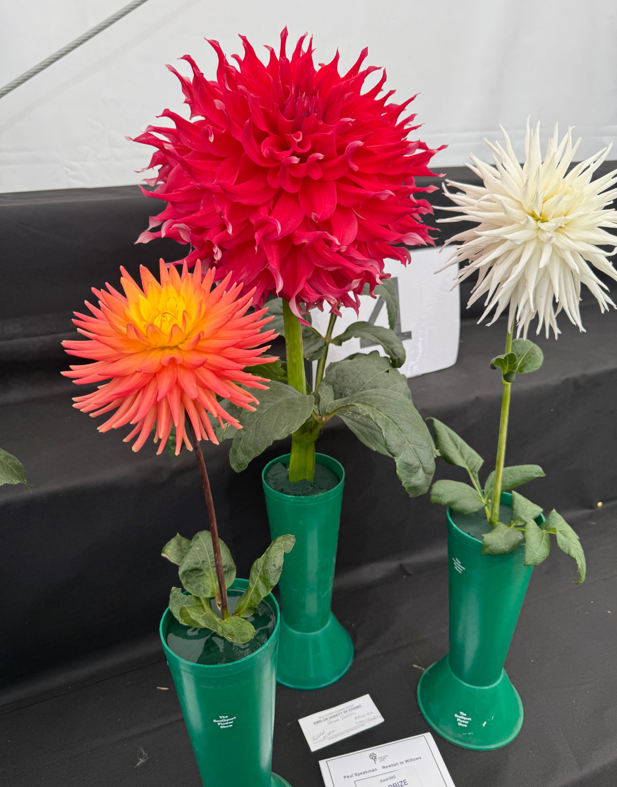 amateur flower competition at Southport Flower Show showing brightly coloured dahlias