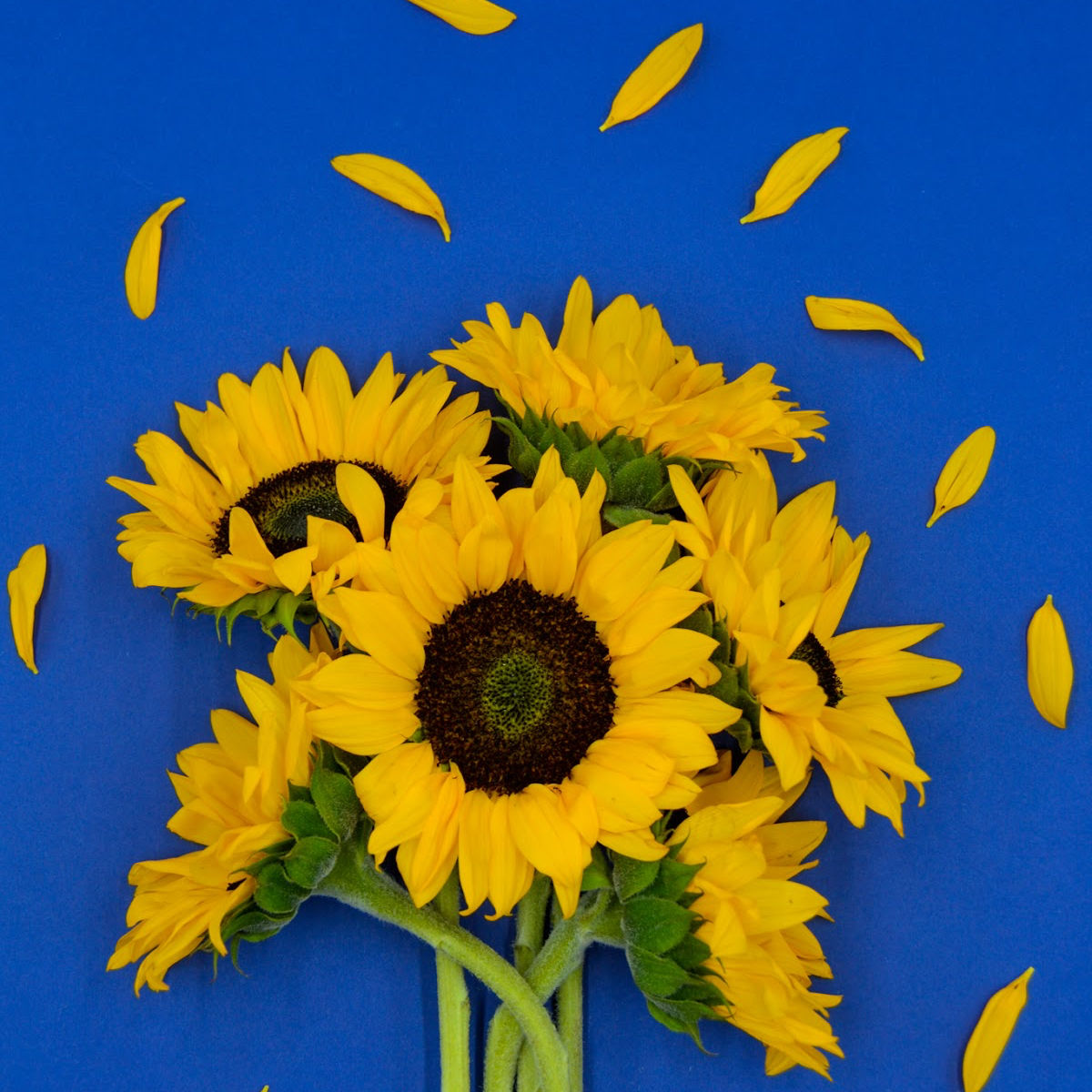 Bright freshly picked sunflowers against a bright blue background