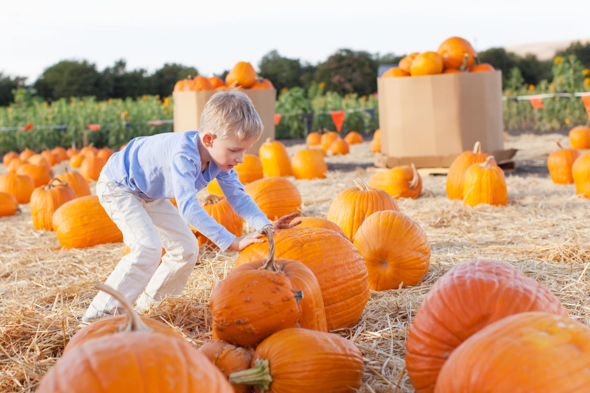 Young child picking pumpkins in Lancashire