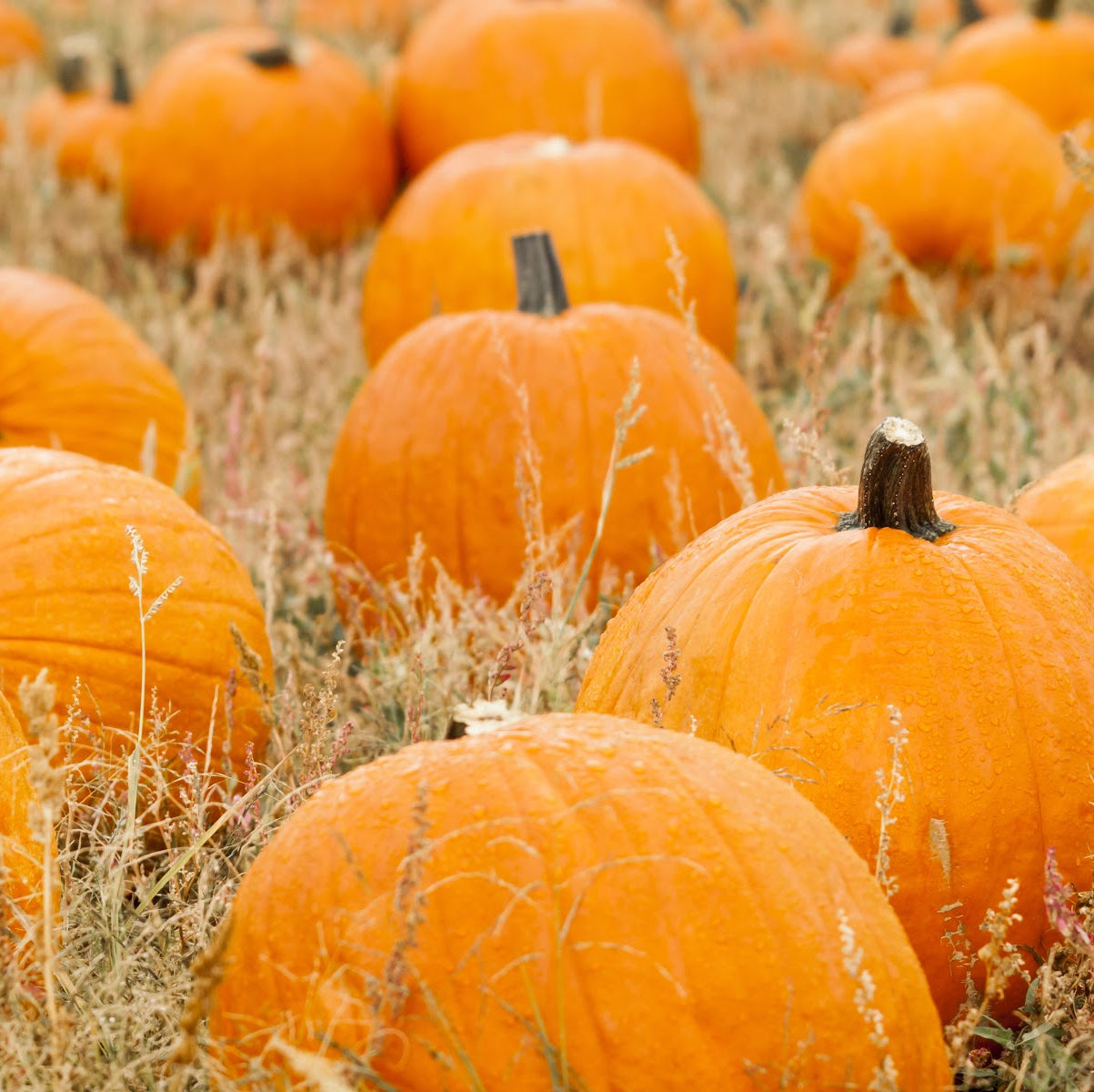 Pumpkin picking field in Lancashire